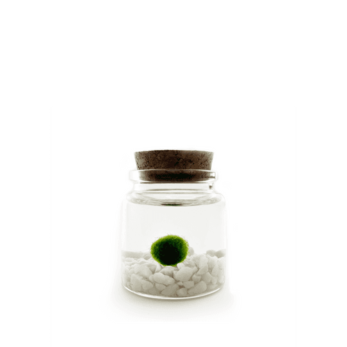 Moss Rico with Classic gemstones in a glass jar. 